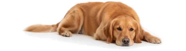 Happy relaxed dog headshot