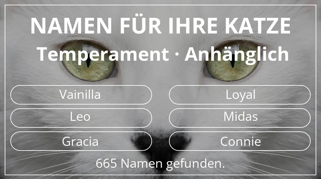 Namen für Katzen inspiriert von temperament anhänglich