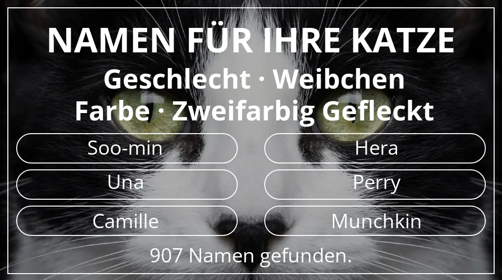 Katzennamen passend zu geschlecht weibchen und farbe zweifarbig gefleckt