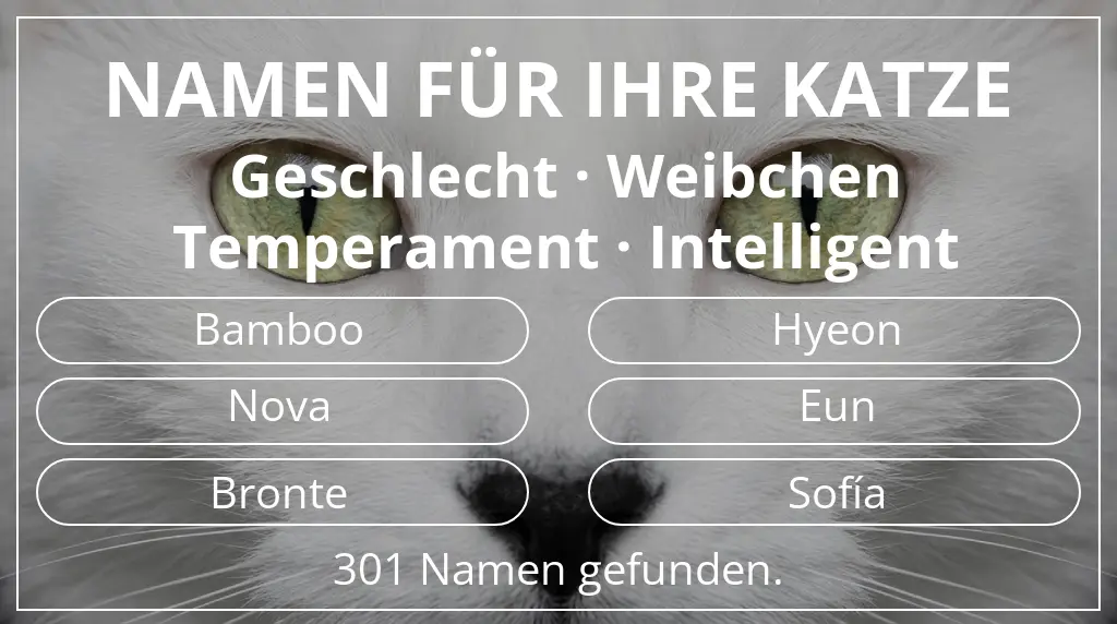 Katzennamen inspiriert von geschlecht weibchen und temperament intelligent