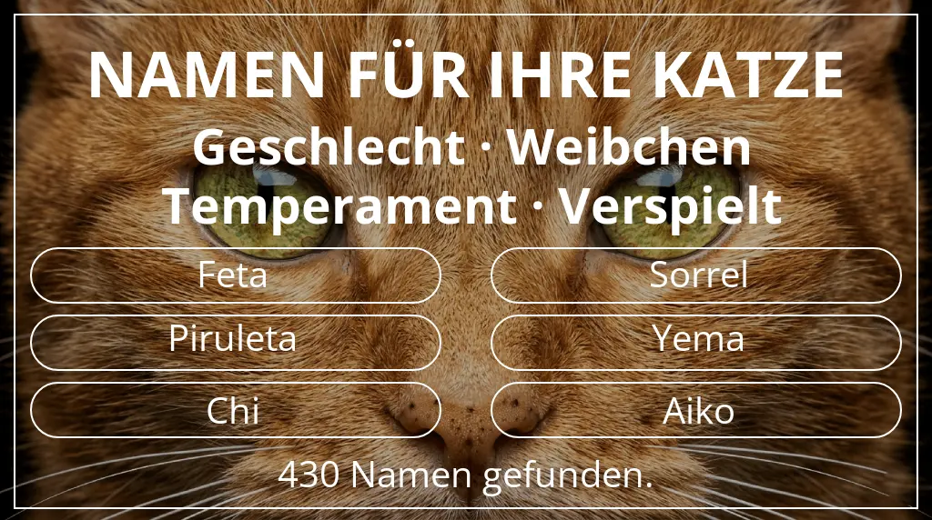 Katzennamen basierend auf geschlecht weibchen und temperament verspielt
