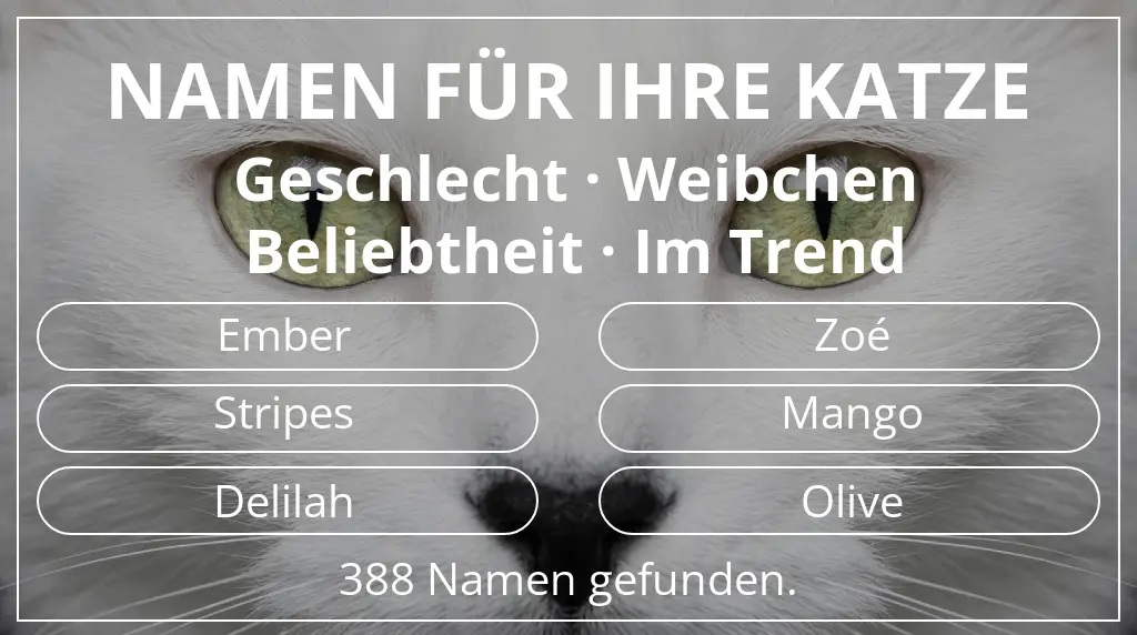 Katzennamen passend zu geschlecht weibchen und beliebtheit im trend