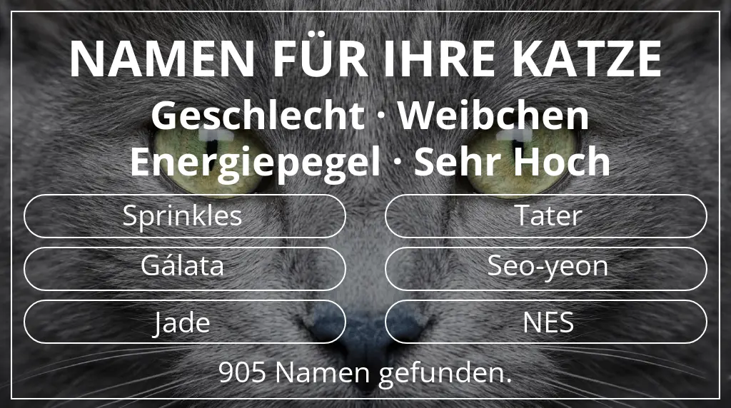 Katzennamen passend zu geschlecht weibchen und energiepegel sehr hoch