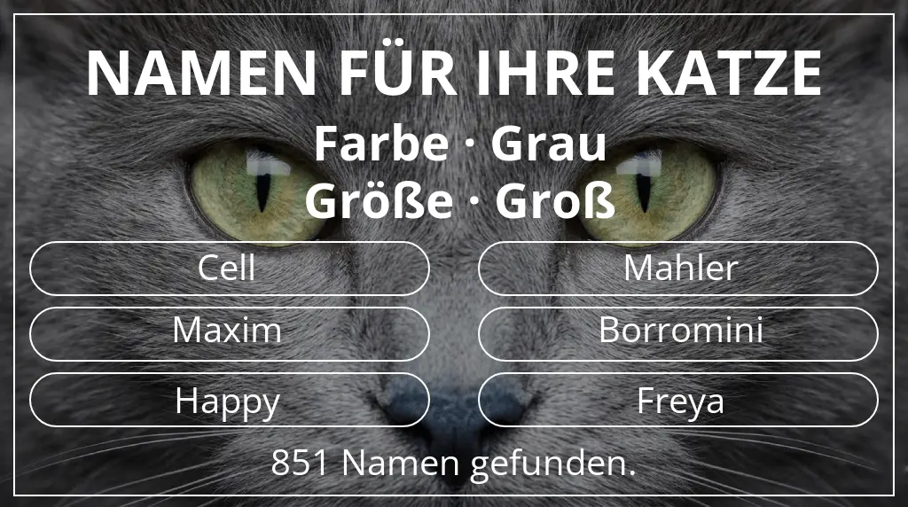 Namen für Katzen passend zu farbe grau und größe groß