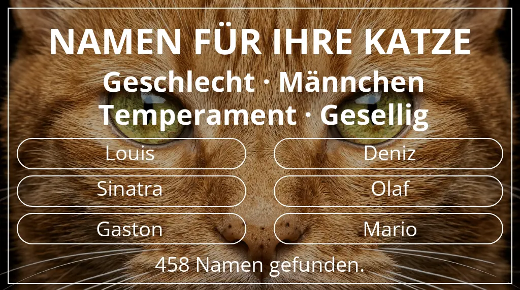 Namen für Katzen inspiriert von geschlecht männchen und temperament gesellig