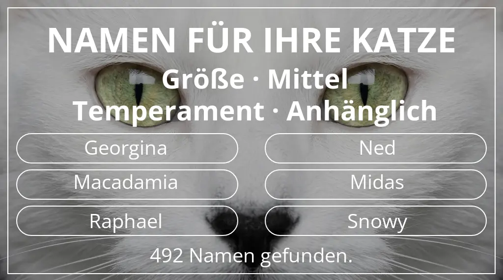 Namen für Katzen inspiriert von größe mittel und temperament anhänglich