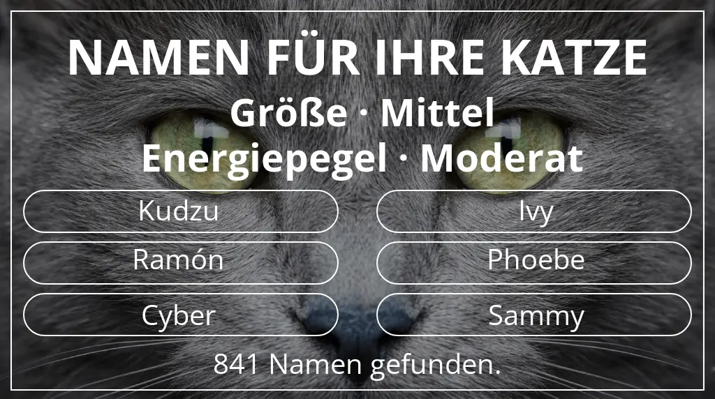 Namen für Katzen basierend auf größe mittel und energiepegel moderat