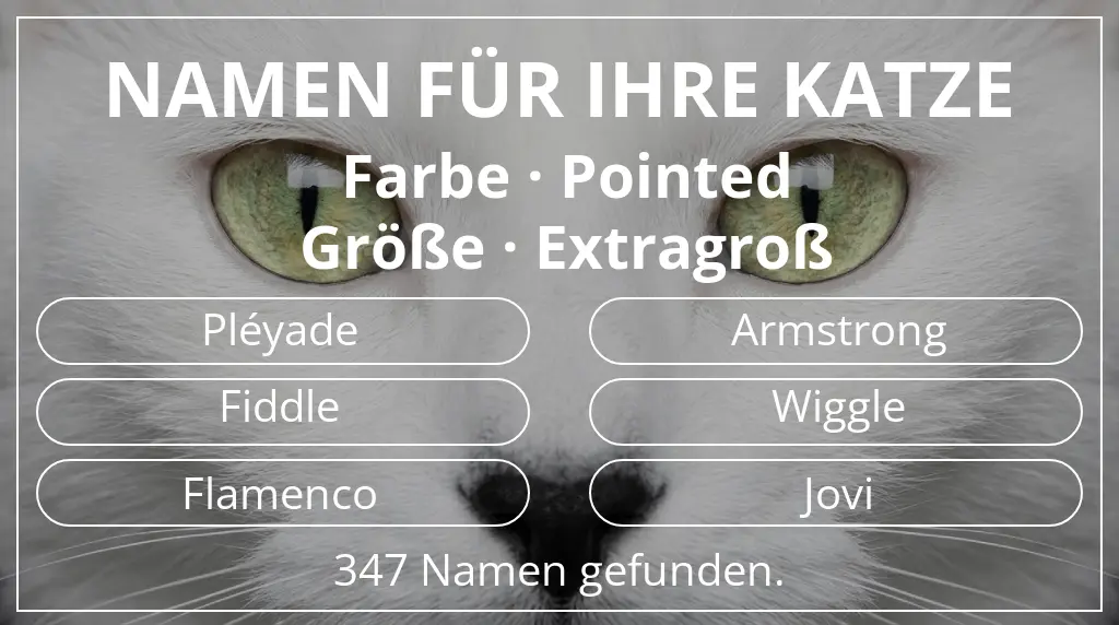 Katzennamen passend zu farbe pointed und größe extragroß