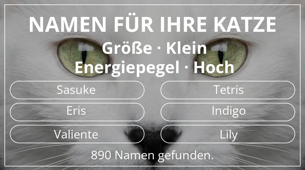 Namen für Katzen basierend auf größe klein und energiepegel hoch