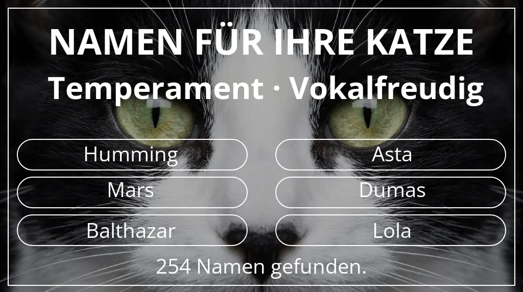 Namen für Katzen passend zu temperament vokalfreudig