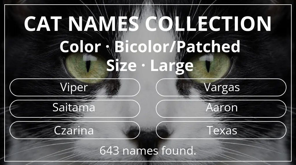 Names for cats based on bicolor/patched color and large size