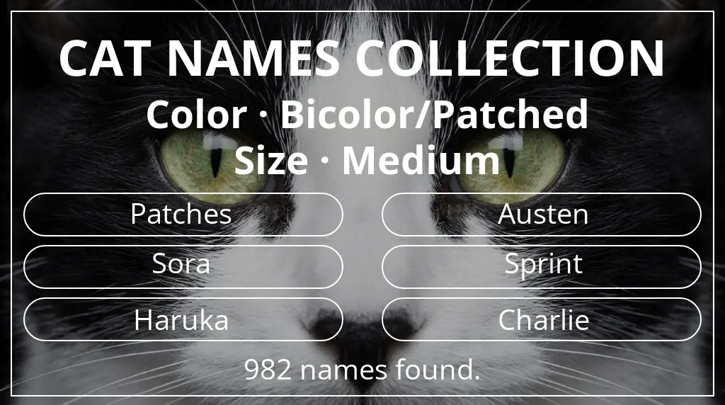 Feline names related to bicolor/patched color and medium size