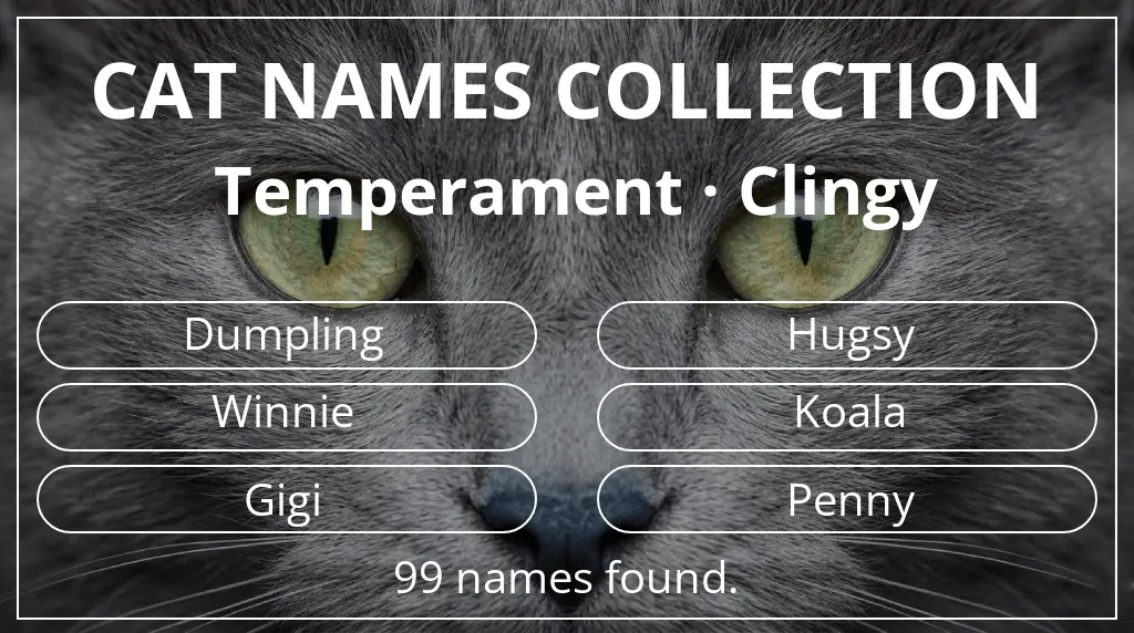 Names for cats inspired by clingy temperament