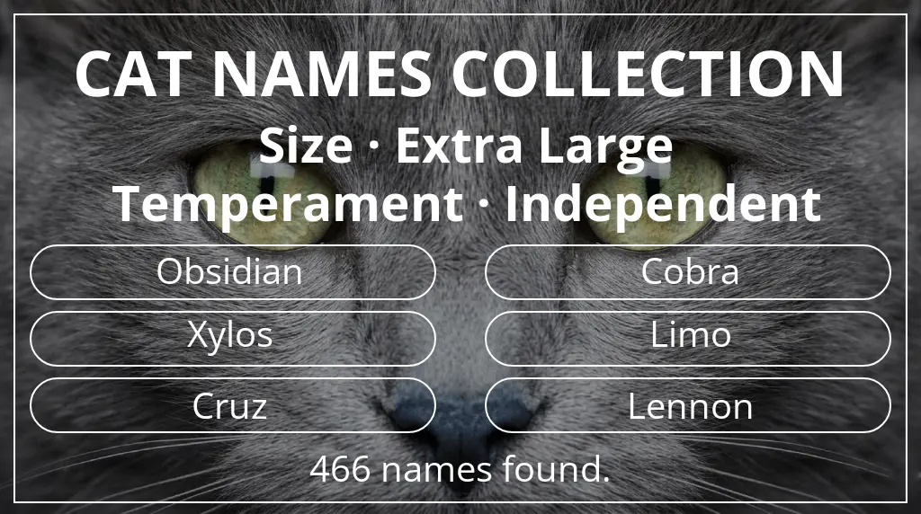 Names for cats inspired by extra large size and independent temperament