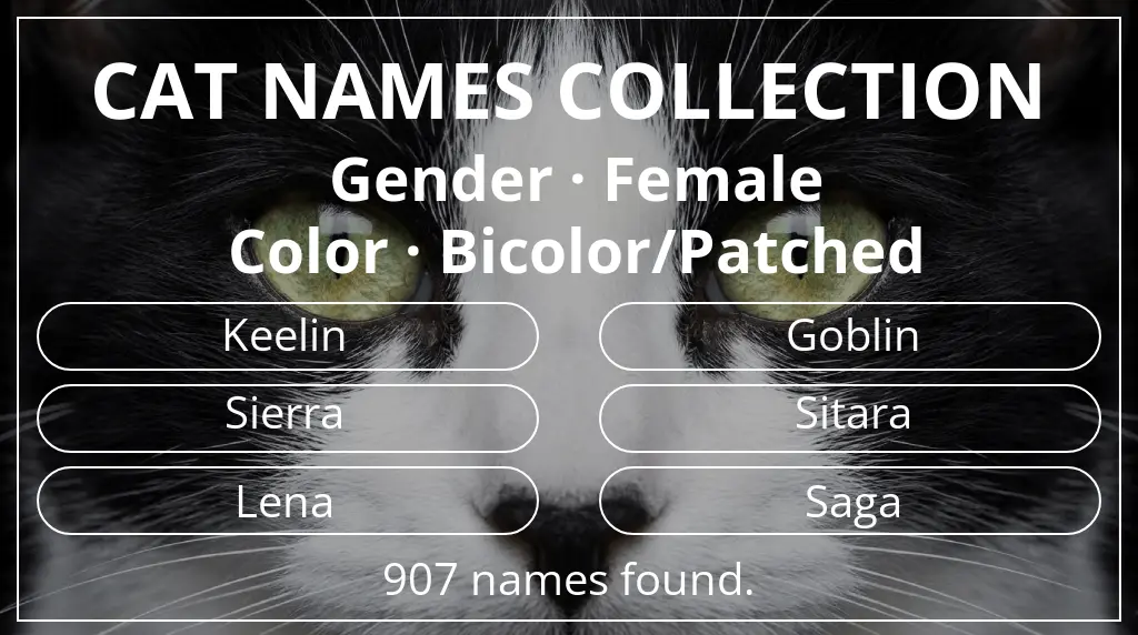 Cat names related to female gender and bicolor/patched color