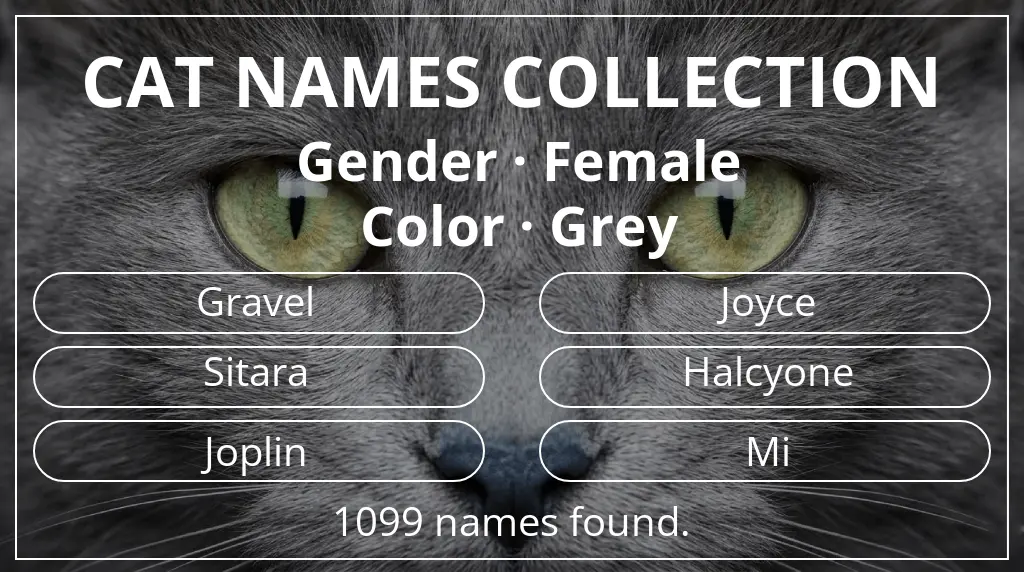 Cat names inspired by female gender and grey color