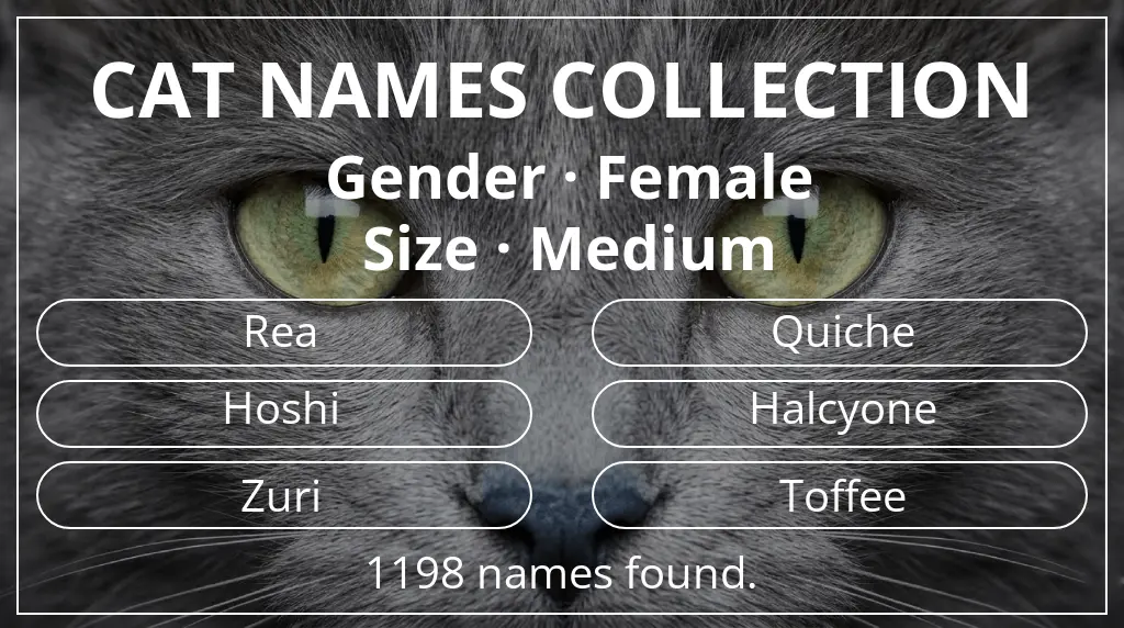 Names for cats related to female gender and medium size