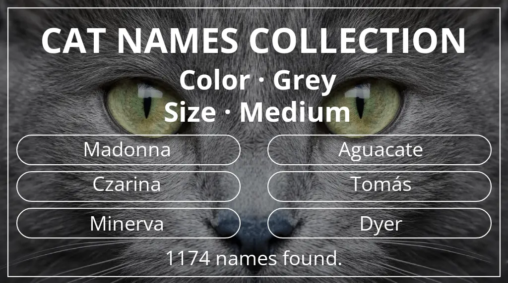 Names for cats related to grey color and medium size