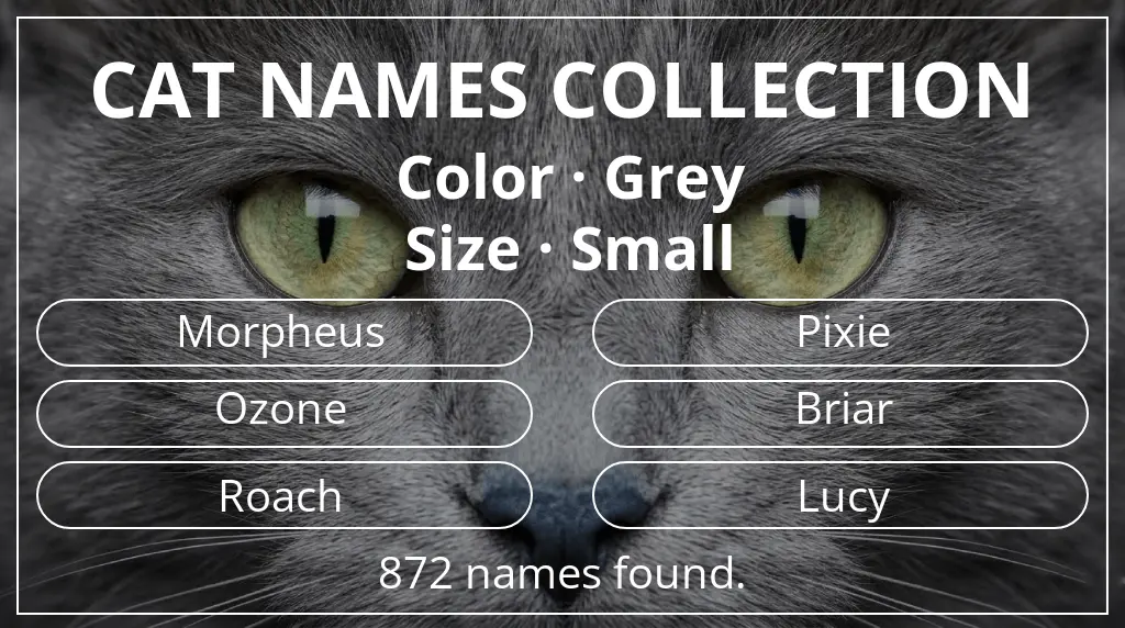Feline names inspired by grey color and small size