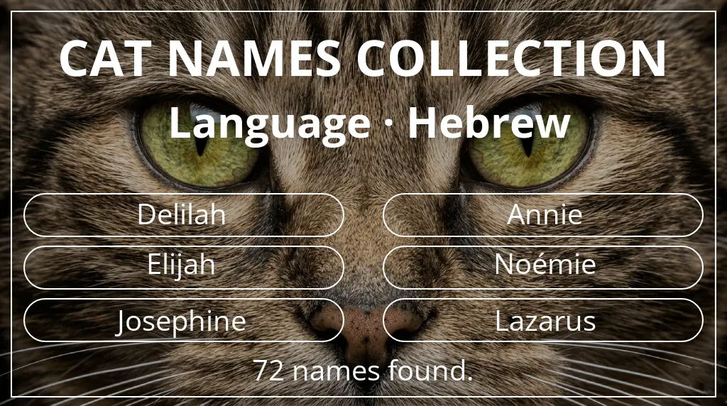 Names for cats based on hebrew language