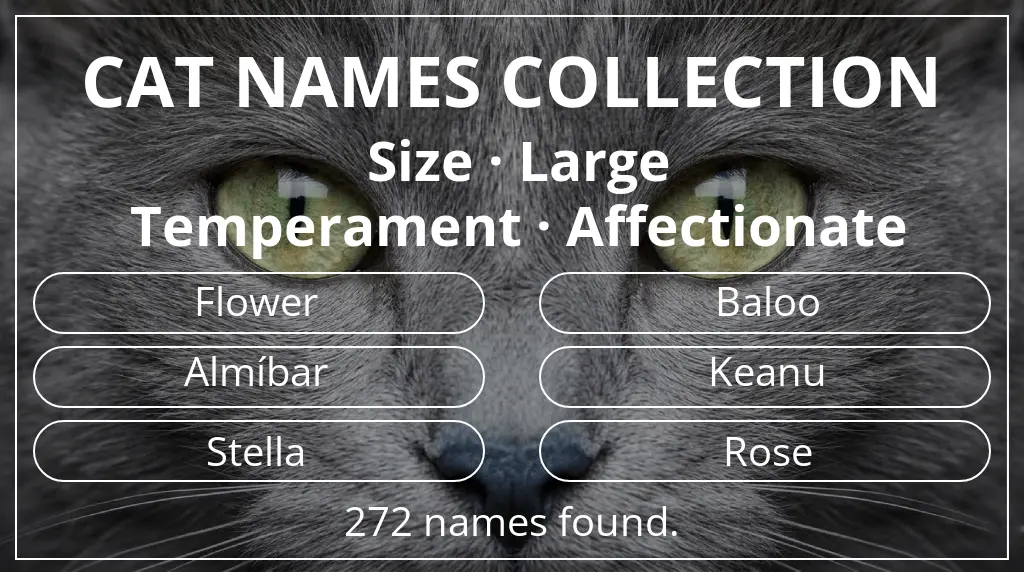 Feline names inspired by large size and affectionate temperament