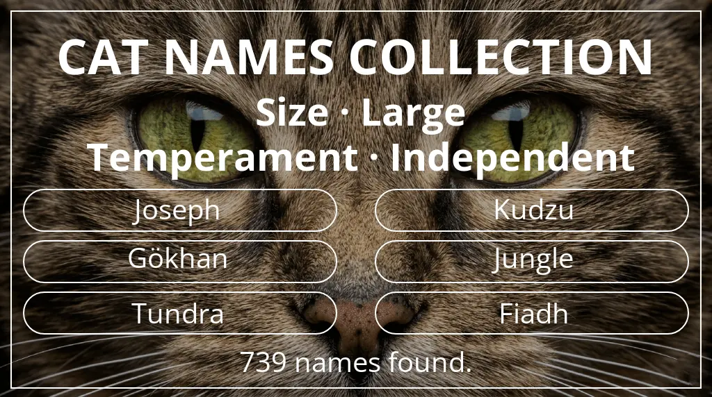 Names for cats inspired by large size and independent temperament
