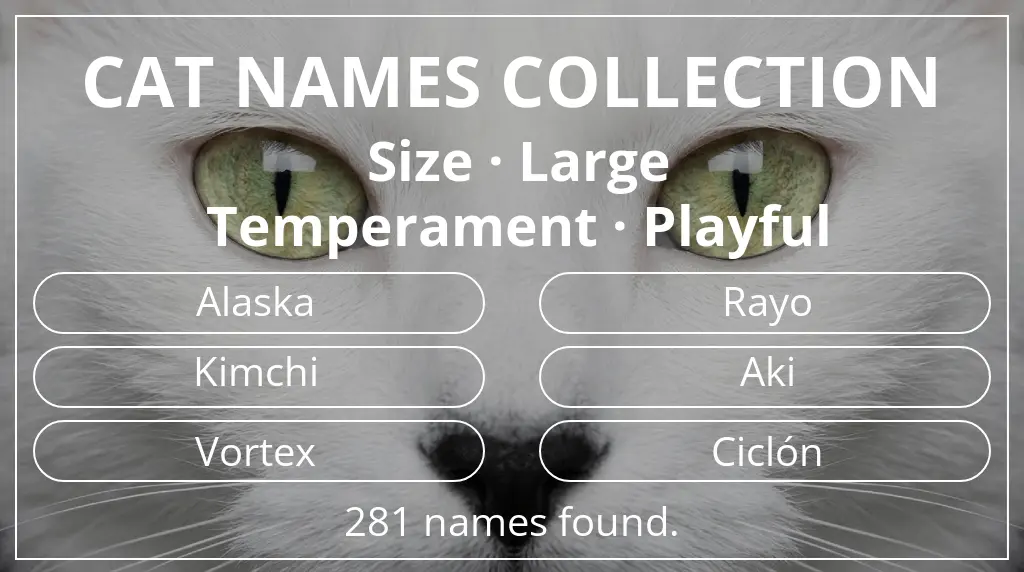 Cat names based on large size and playful temperament