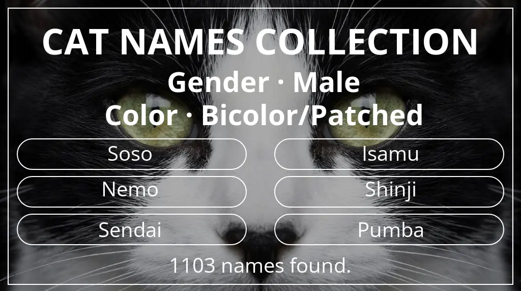 Names for cats based on male gender and bicolor/patched color