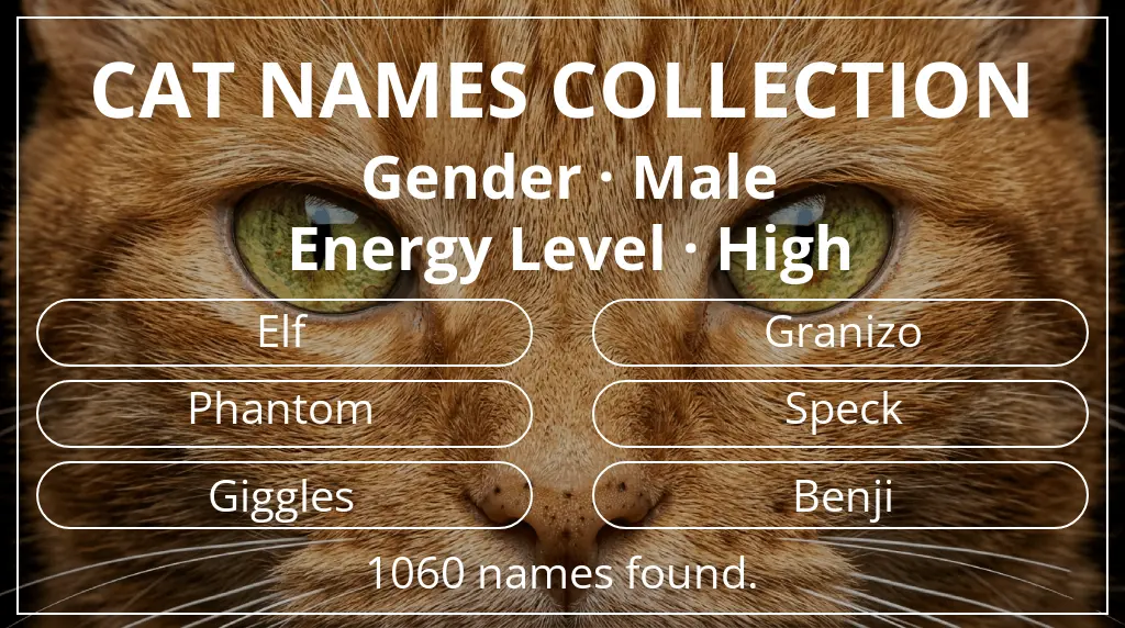 Cat names related to male gender and high energy level
