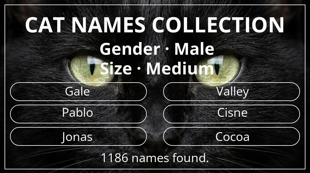 Feline names inspired by male gender and medium size