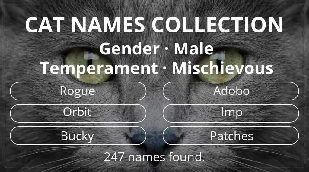 Cat names related to male gender and mischievous temperament