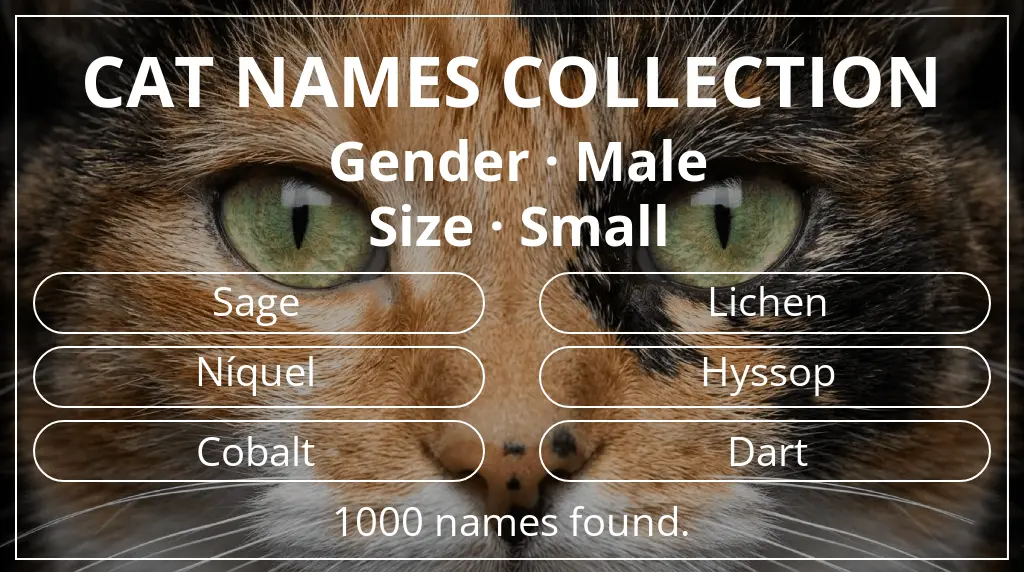 Feline names based on male gender and small size