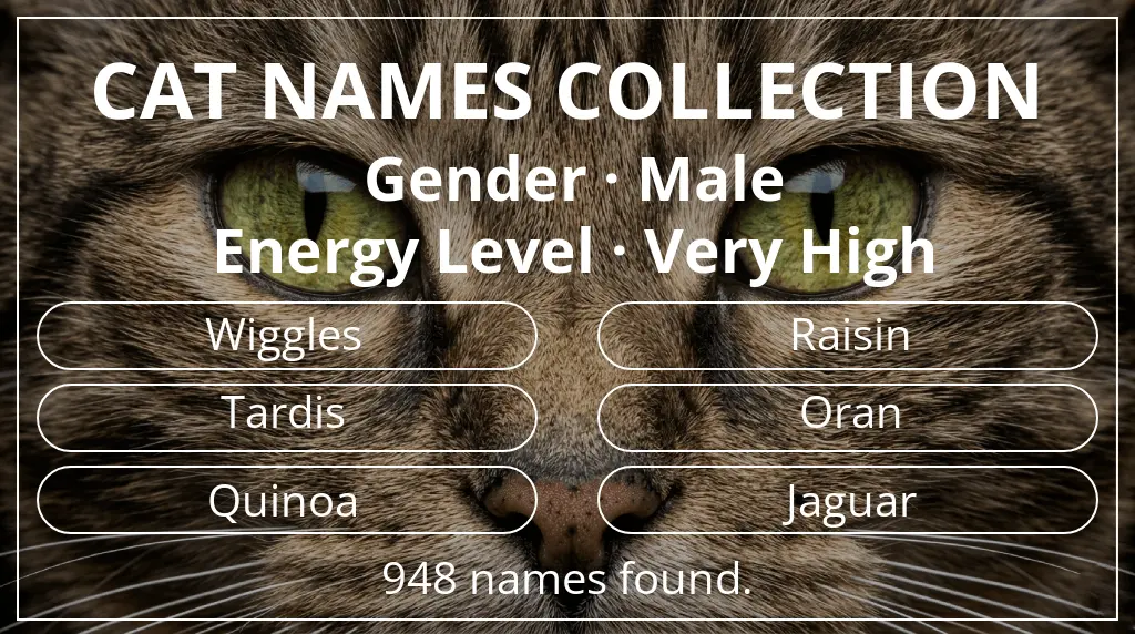 Feline names based on male gender and very high energy level