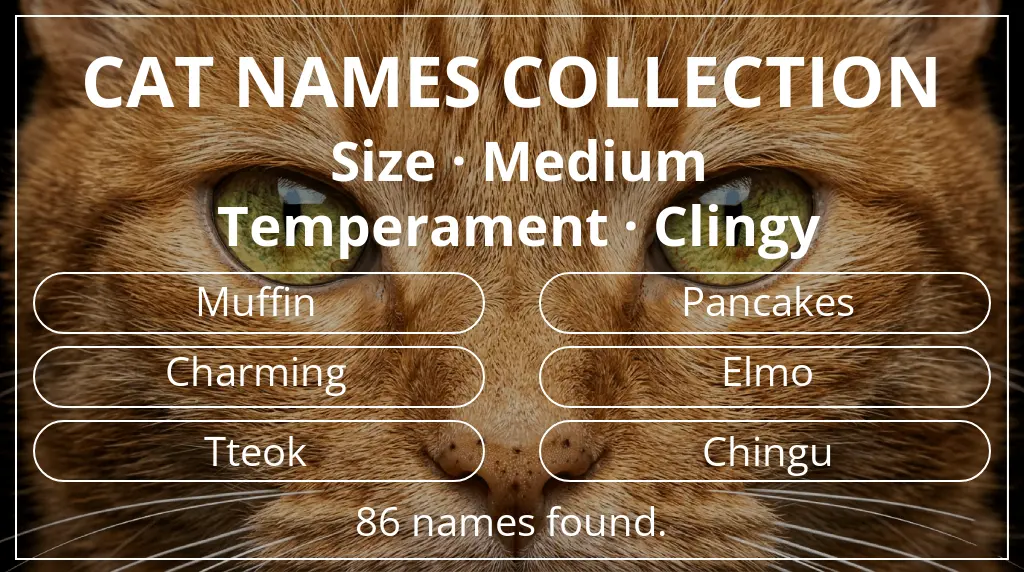 Cat names inspired by medium size and clingy temperament
