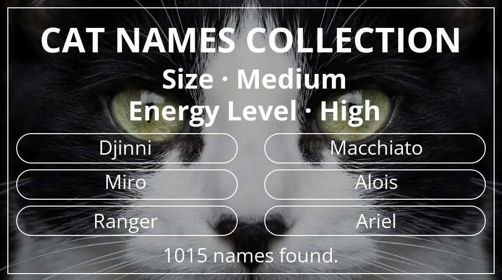 Names for cats related to medium size and high energy level