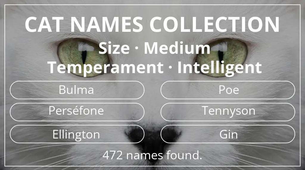 Feline names related to medium size and intelligent temperament