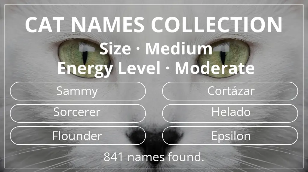 Names for cats based on medium size and moderate energy level
