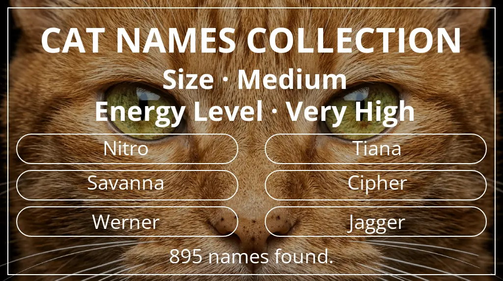 Feline names based on medium size and very high energy level