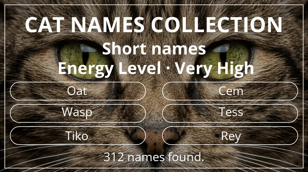 Feline names inspired by short (2–4) name length and very high energy level