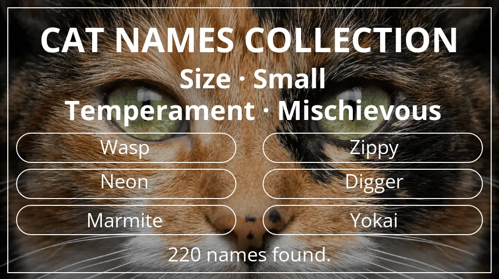 Cat names inspired by small size and mischievous temperament
