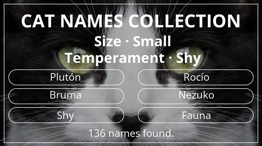 Feline names inspired by small size and shy temperament