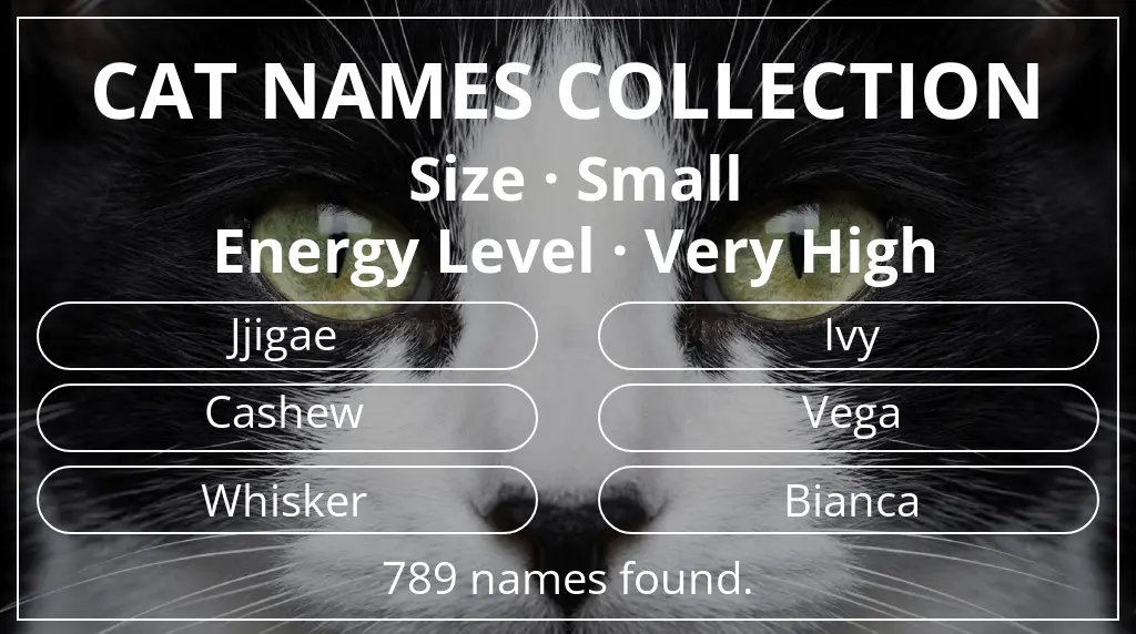 Feline names inspired by small size and very high energy level