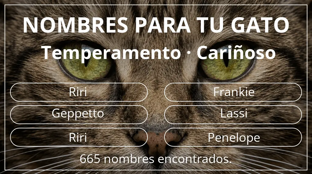 Nombres felinos inspirados en temperamento cariñoso