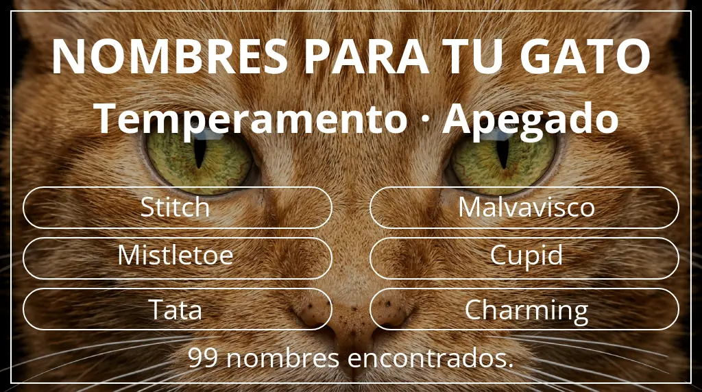 Nombres felinos inspirados en temperamento apegado