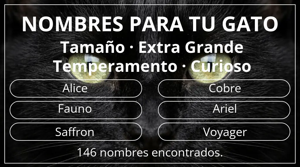 Nombres felinos basados en tamaño extra grande y temperamento curioso