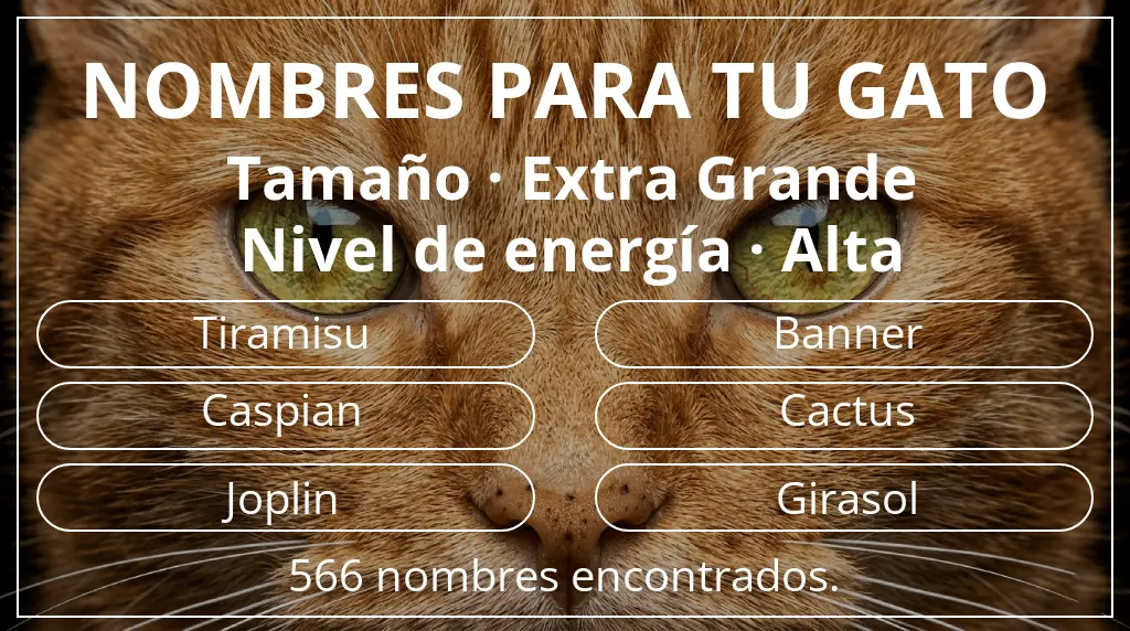 Nombres felinos basados en tamaño extra grande y nivel de energía alta