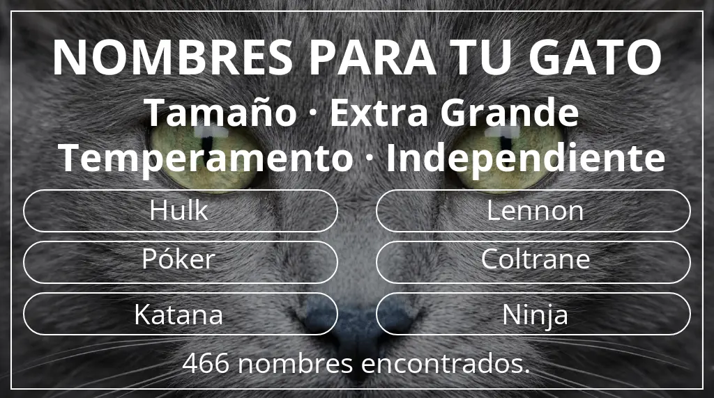 Nombres felinos inspirados en tamaño extra grande y temperamento independiente