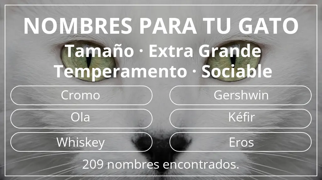 Nombres para gatos relacionados con tamaño extra grande y temperamento sociable