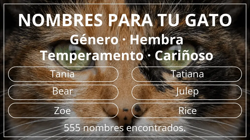 Nombres felinos inspirados en género hembra y temperamento cariñoso