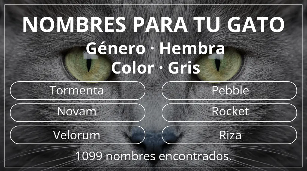 Nombres para gatos inspirados en género hembra y color gris